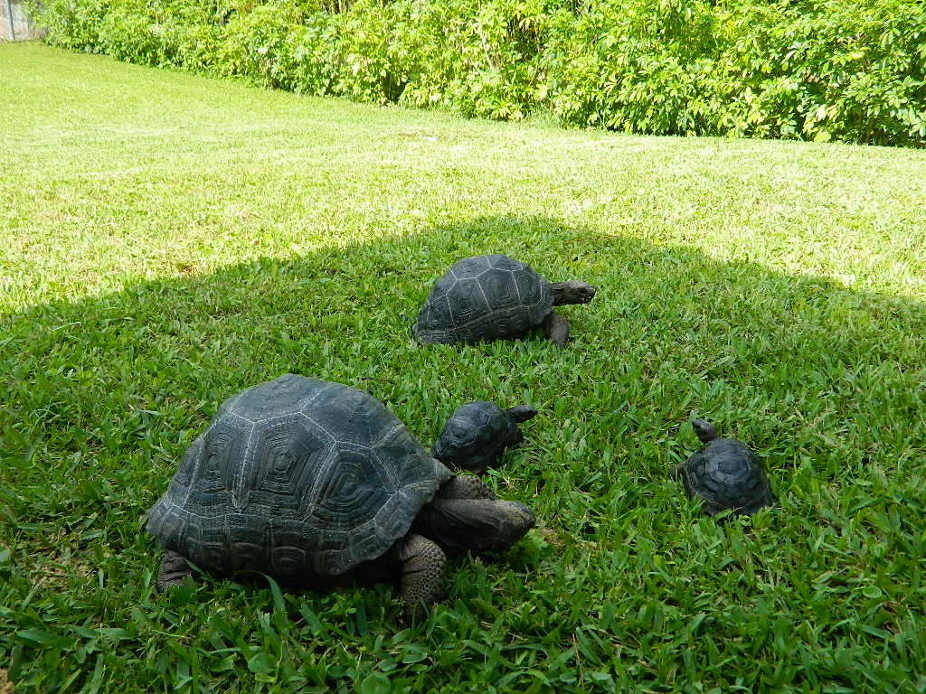 ALDABRAMAN