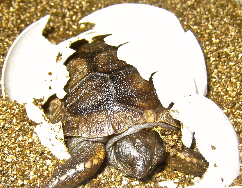 ALDABRAMAN
