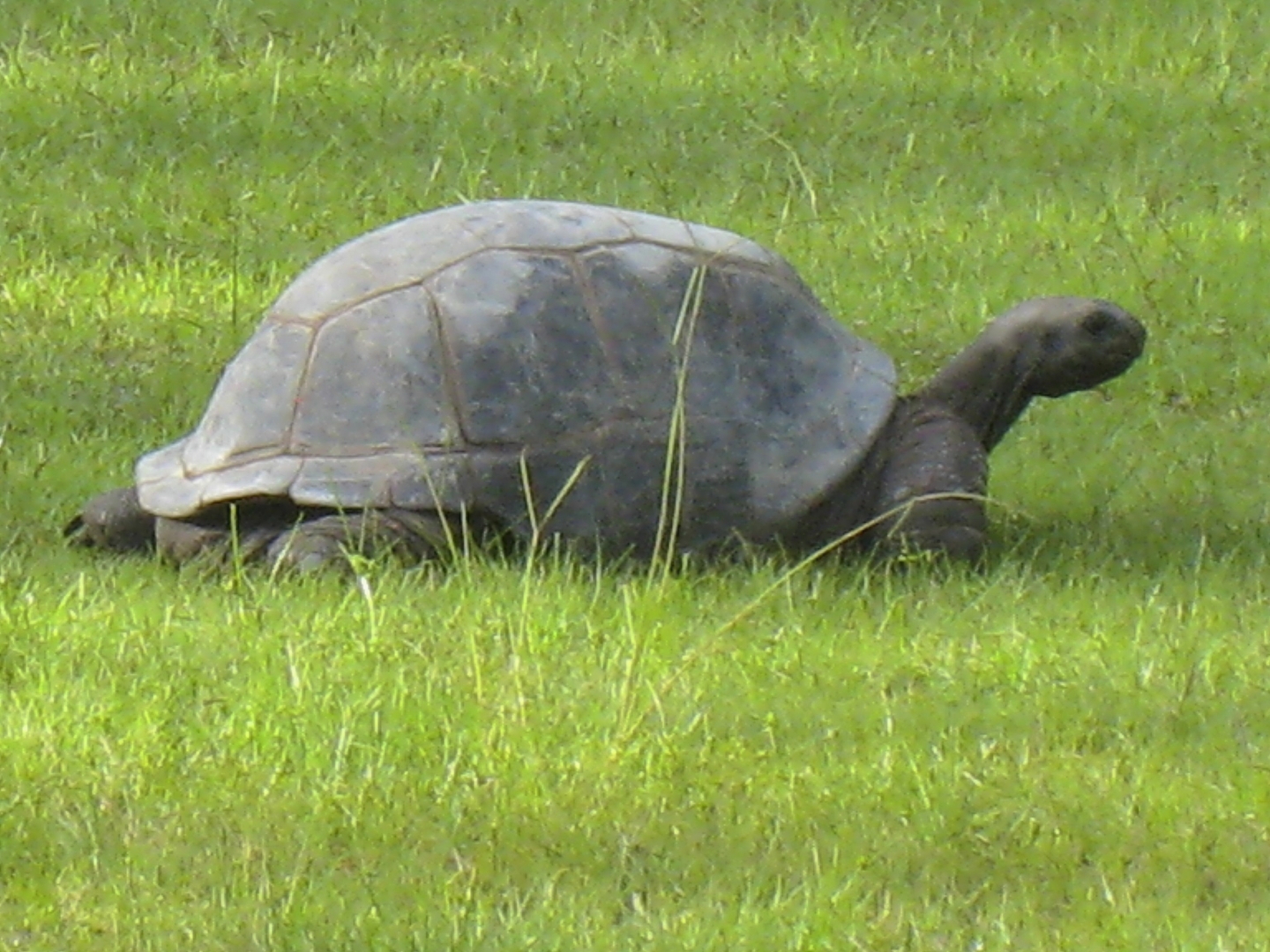ALDABRAMAN