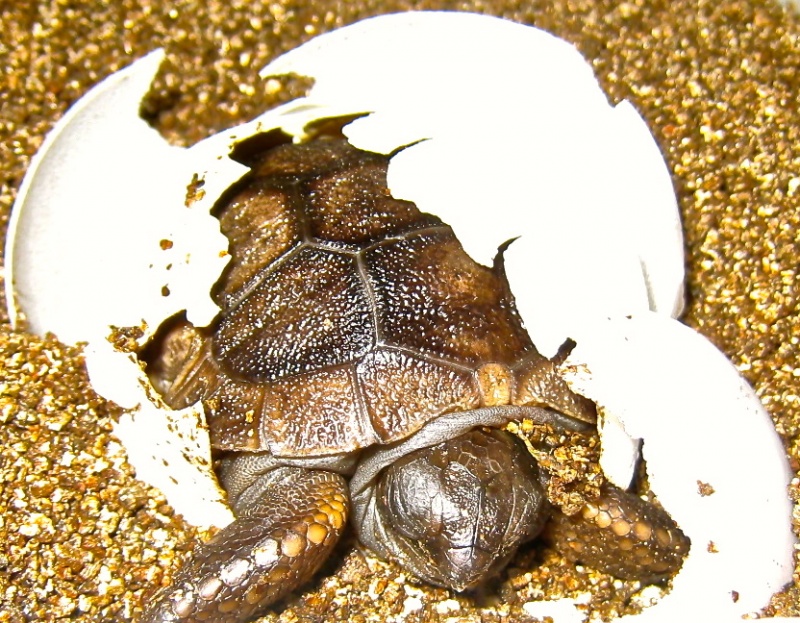 ALDABRAMAN