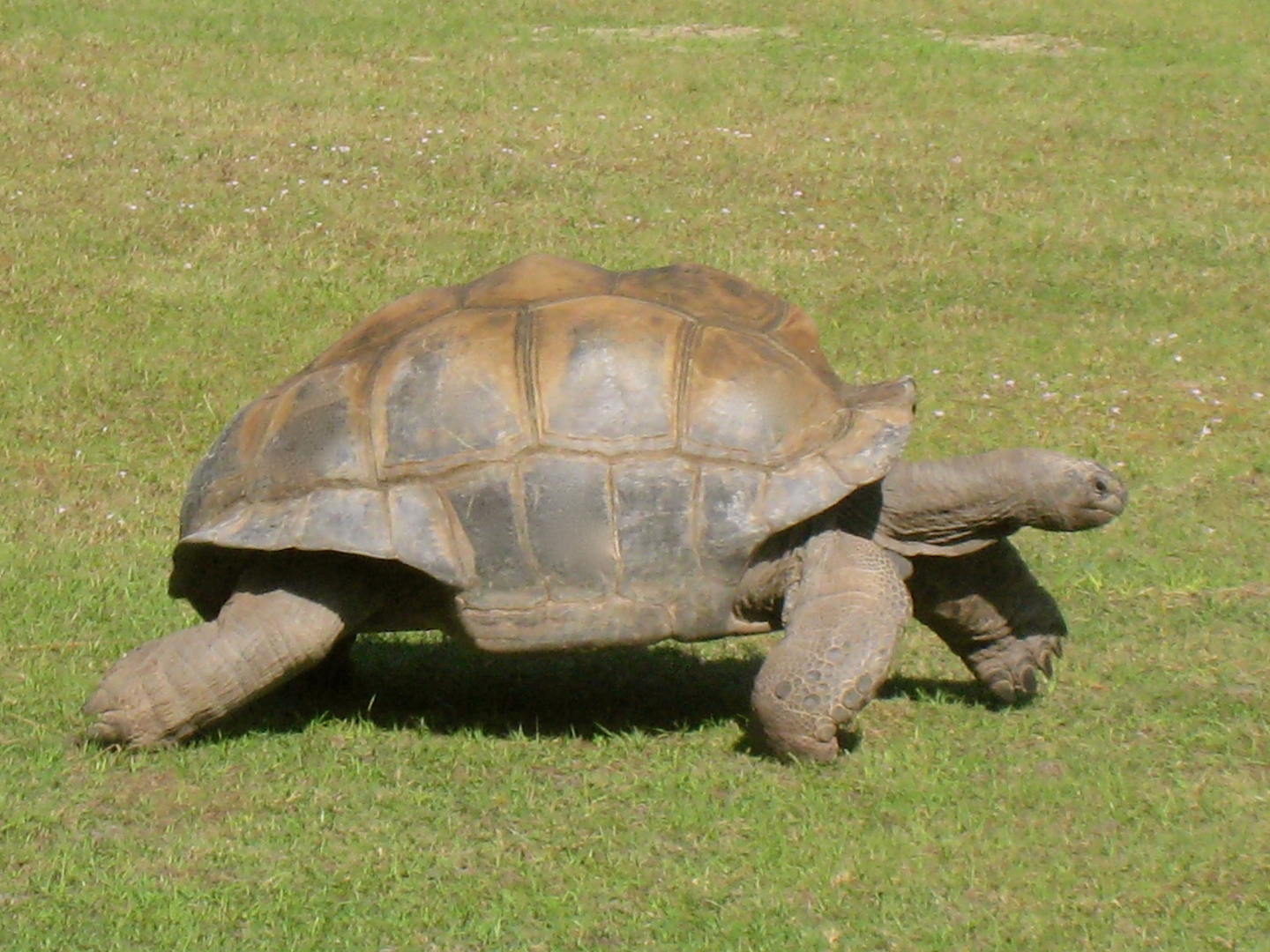 ALDABRAMAN