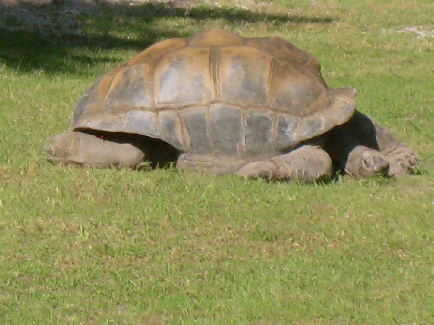 ALDABRAMAN