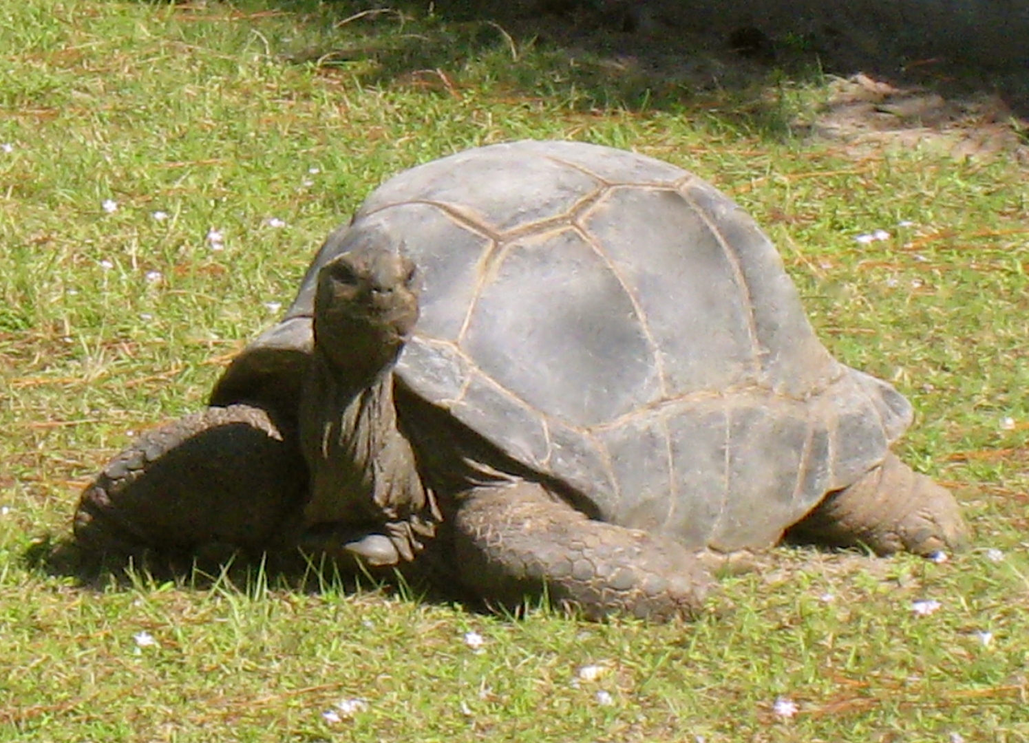 ALDABRAMAN