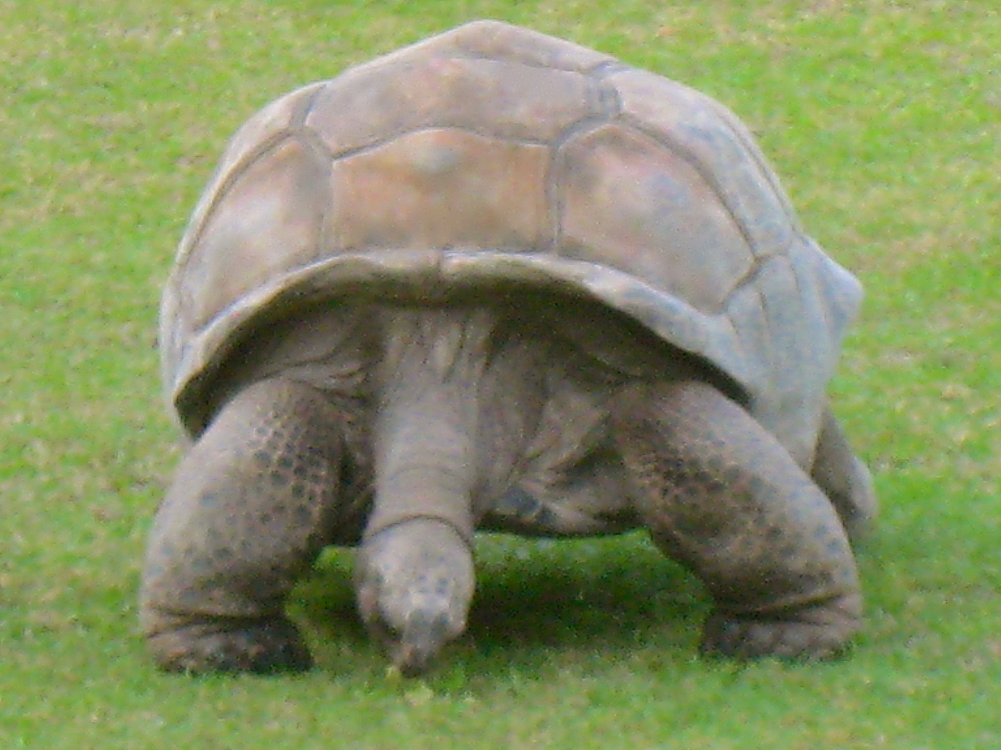 ALDABRAMAN