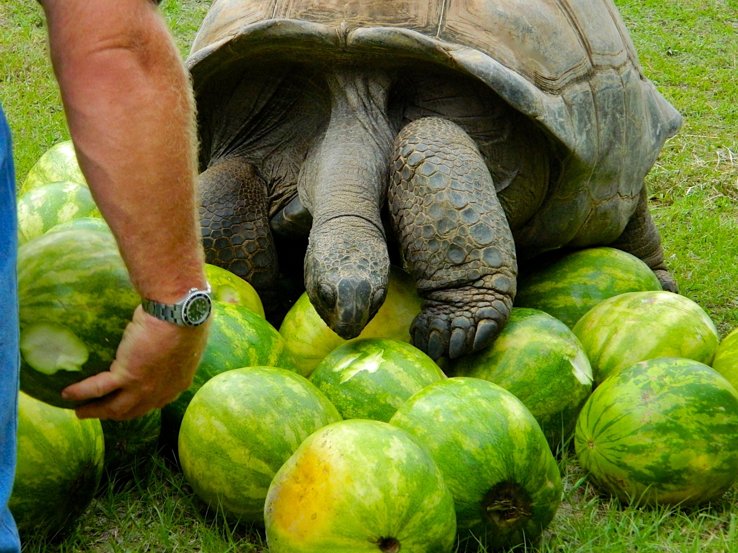 ALDABRAMAN