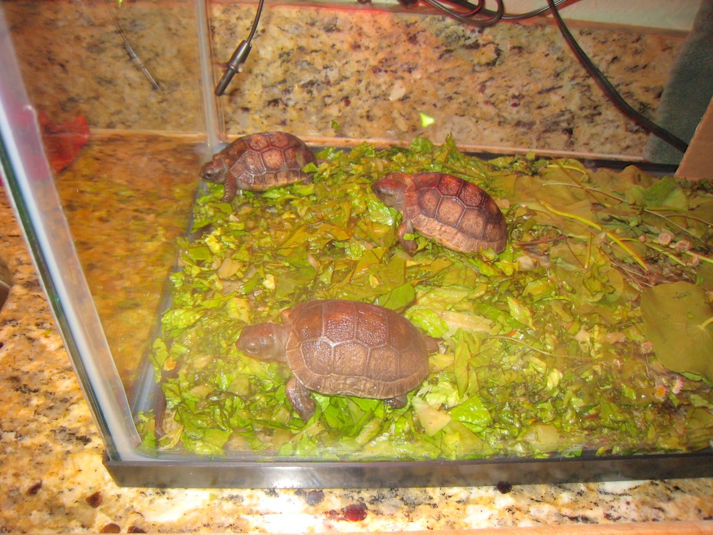 ALDABRAMAN