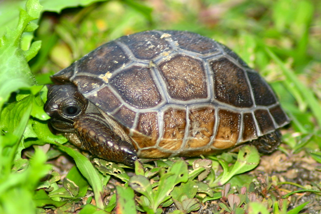 ALDABRAMAN