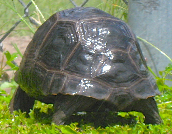 ALDABRAMAN