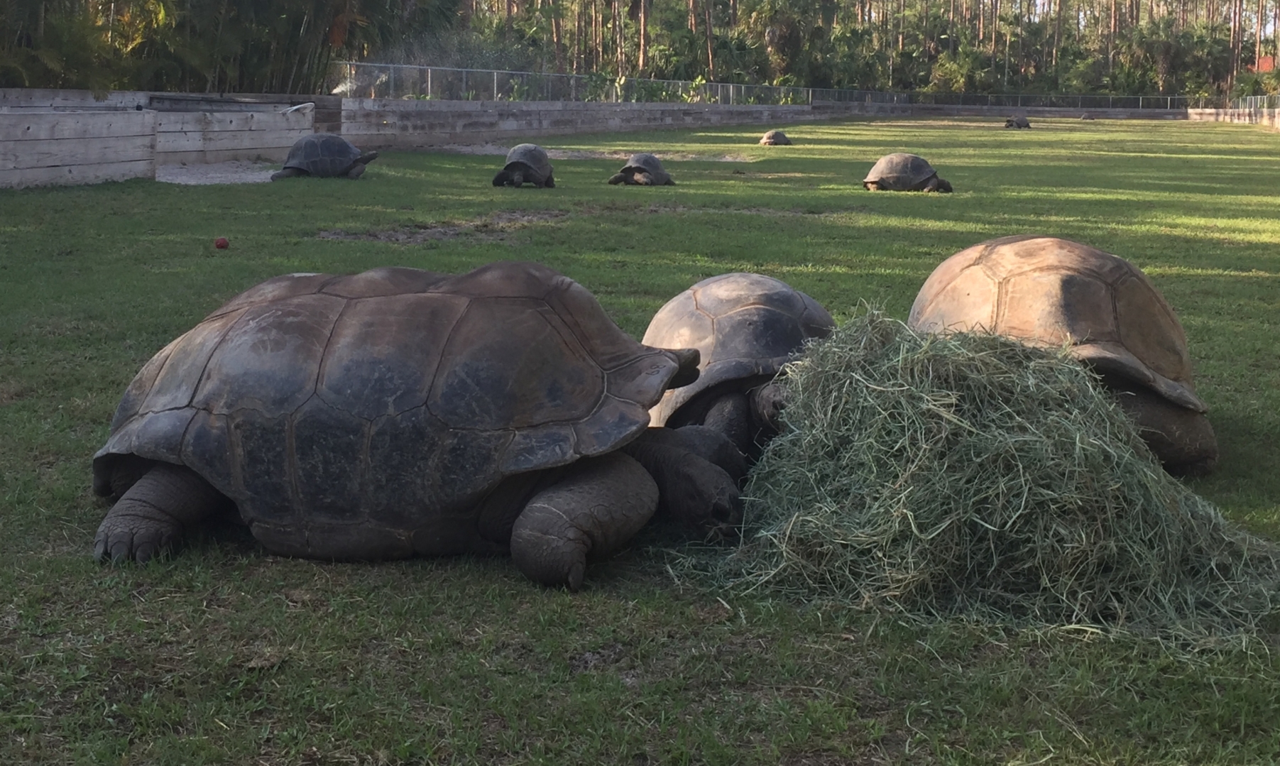 ALDABRAMAN