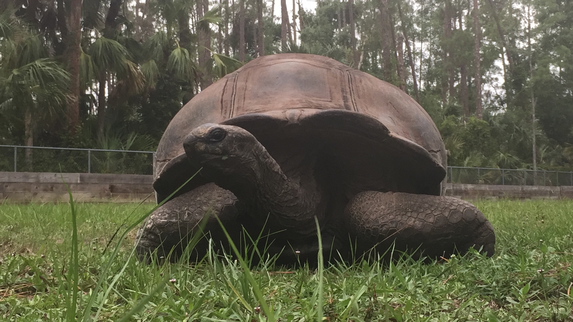ALDABRAMAN