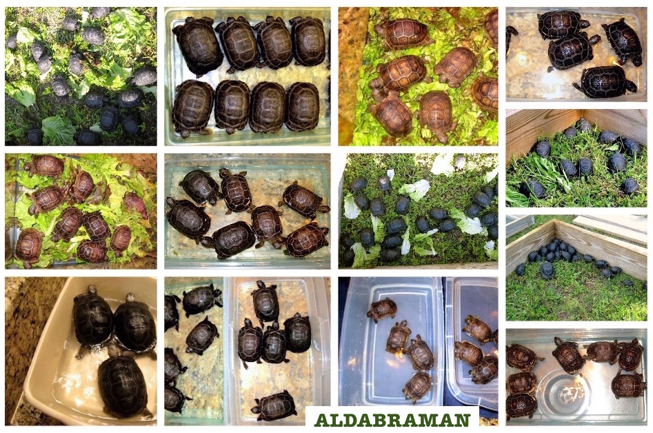 ALDABRAMAN