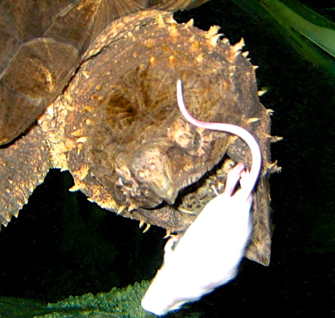 ALDABRAMAN