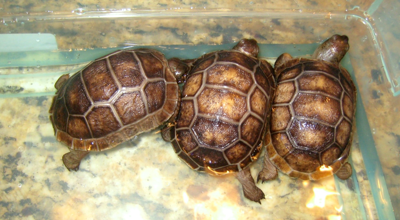 ALDABRAMAN