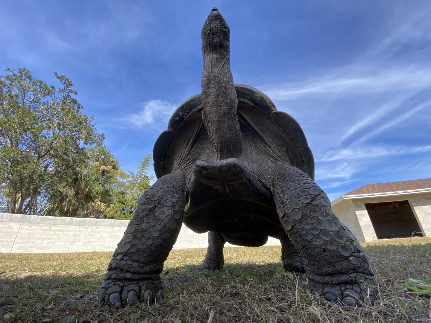 ALDABRAMAN