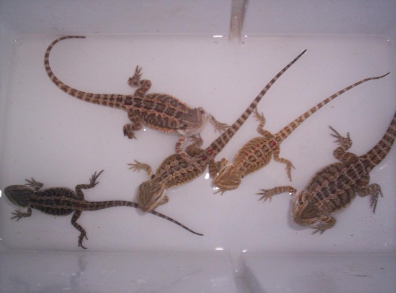 all my beardies
