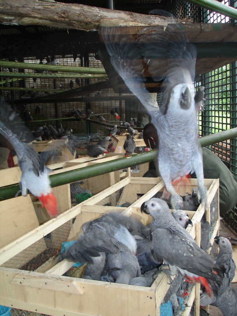 All Species of Bird for Sale(African Grey,Cocokatoo,Electus,Macaw Etc