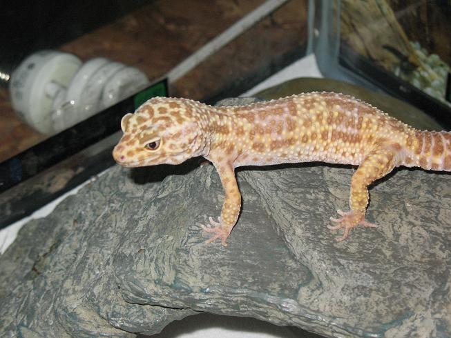 allbino lgecko female
