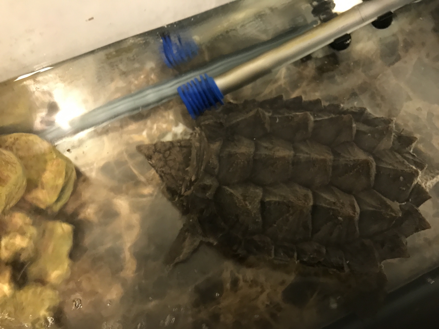 Alligator snapping turtle