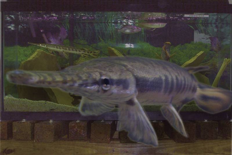 alligator spotted gar pike
