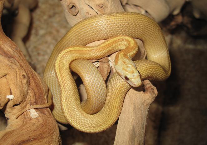 Amber Blood Striped