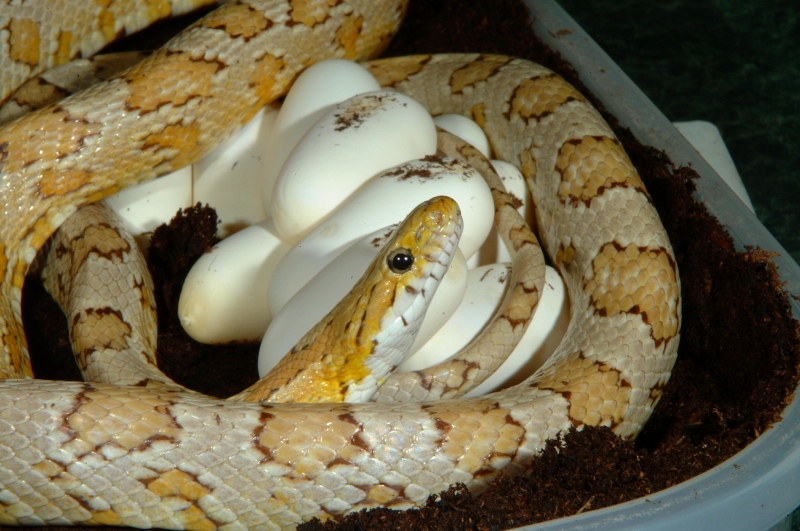 Amber Corn laying eggs