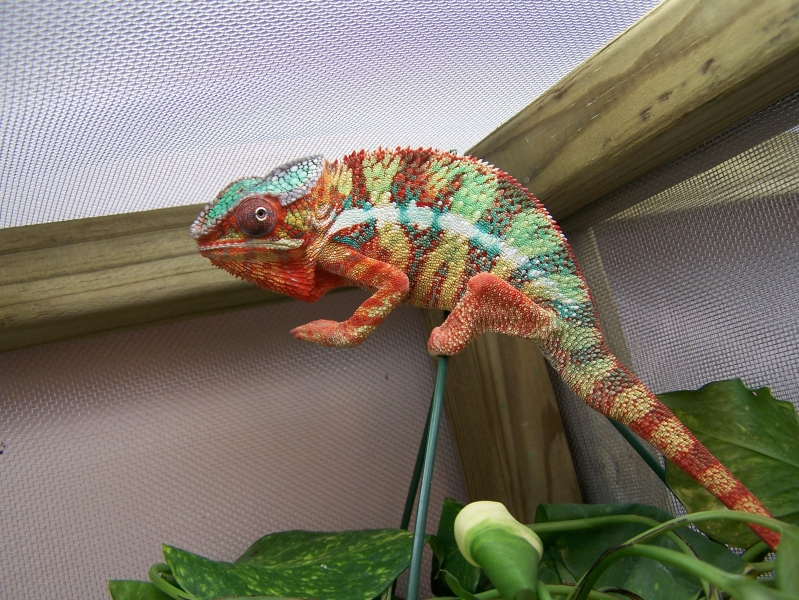 Ambilobe panther chameleon. Part of Ank-Inc. Breeding Colony.