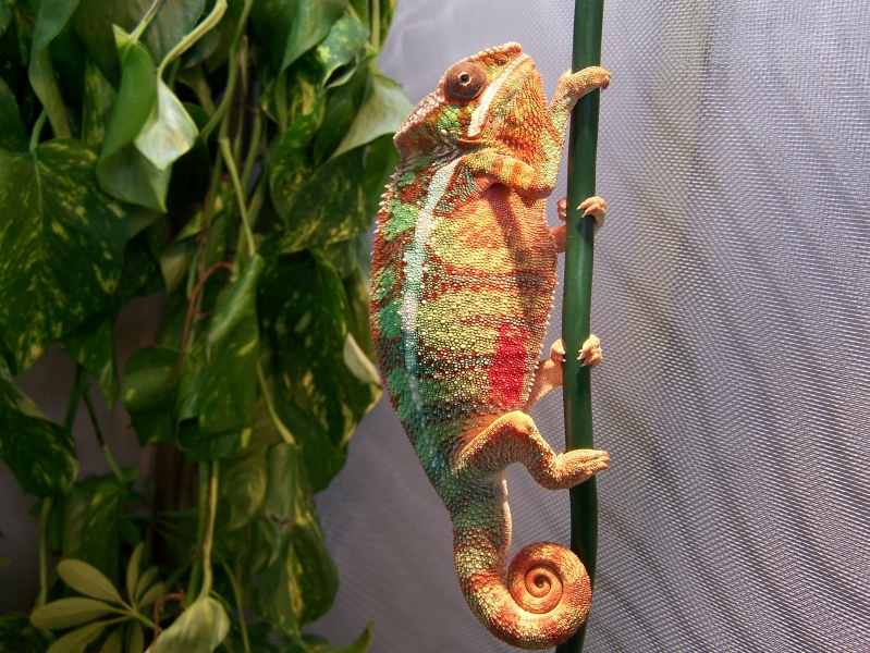 Ambilobe Panther