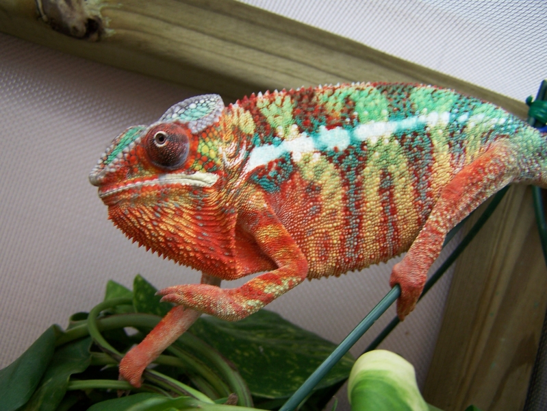 Ambilobe Panther