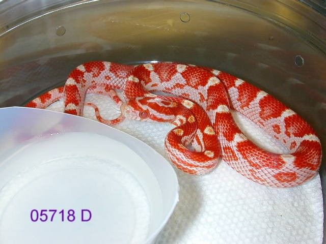 amel banded/milk phase motley