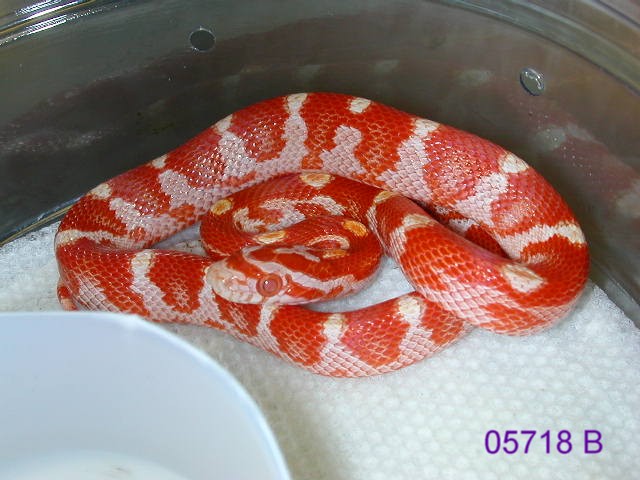 amel banded/milk phase motley