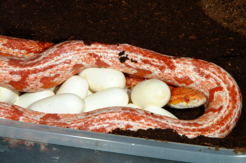 Amel BrokenStripe Corn laying eggs
