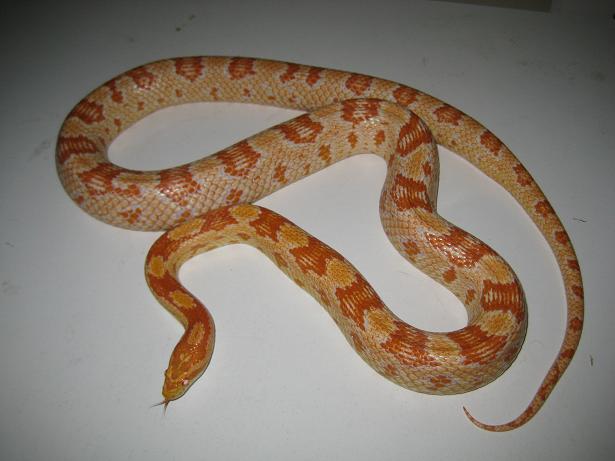 Amel Female Corn Snake