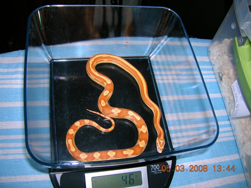 Amel Striped Motley