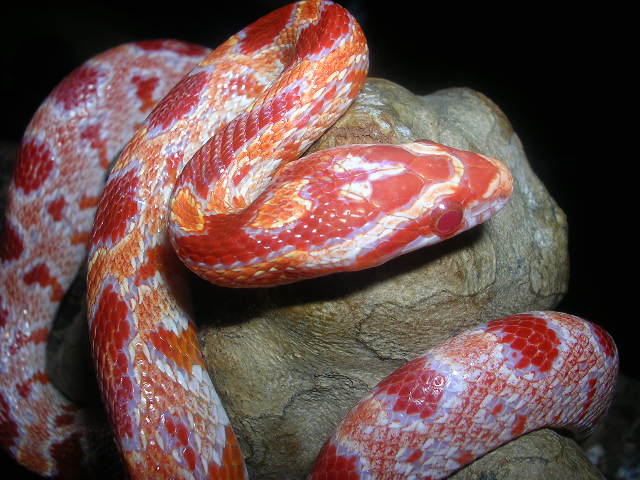 Amel