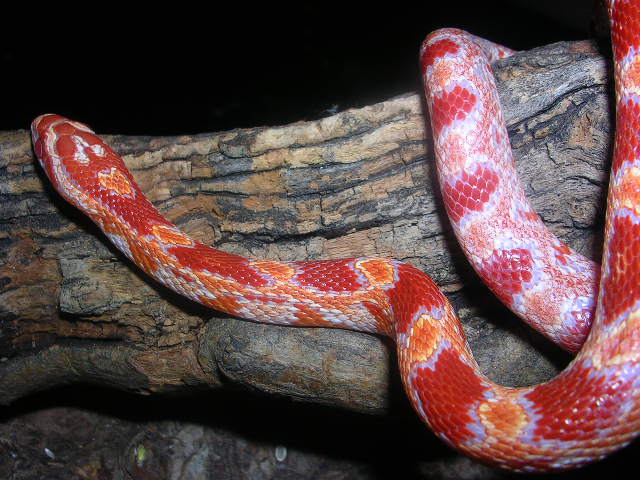 Amel