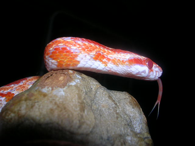 Amel