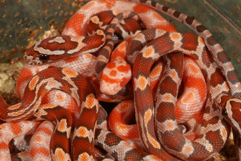 Amelanistic Hypo Okeetee
