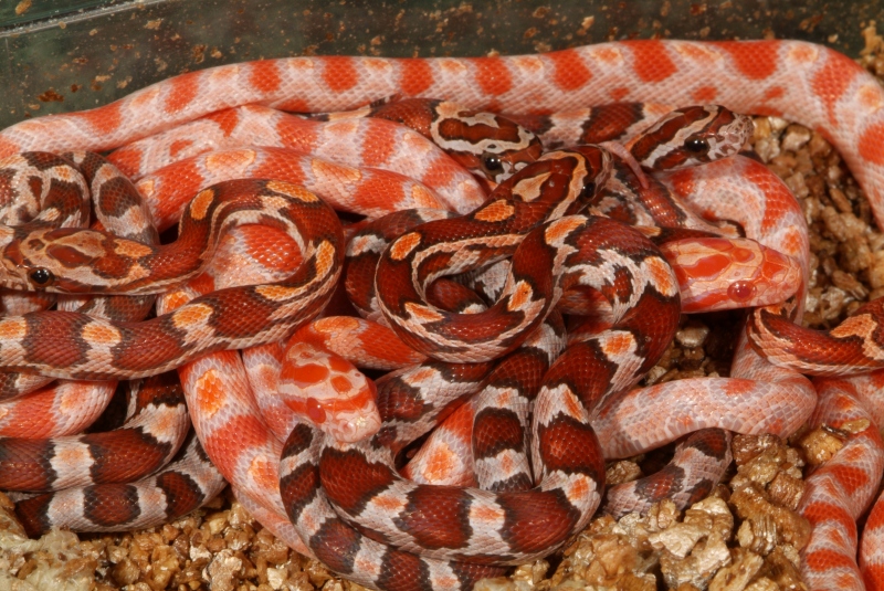 Amelanistic Hypo Okeetee