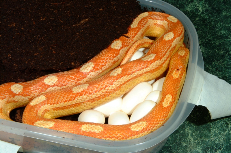 Amelanistic Motley Corn laying eggs