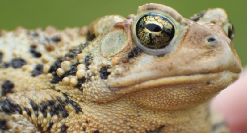 American Toads (babies &amp;amp; adults)