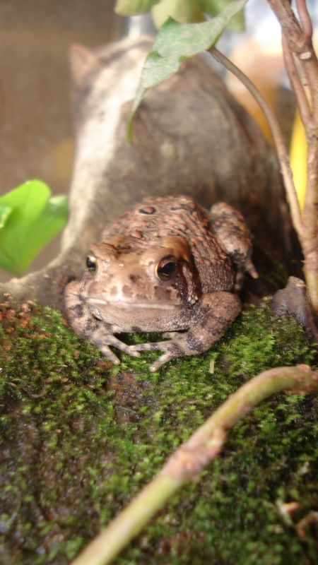 American Toads (babies &amp;amp; adults)