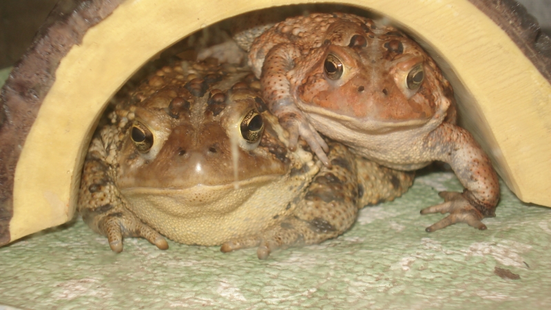 American Toads (babies &amp;amp; adults)