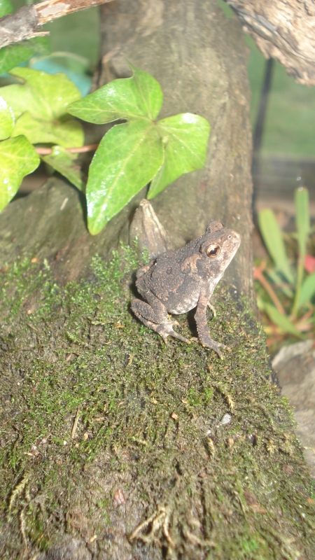 American Toads (babies &amp;amp; adults)