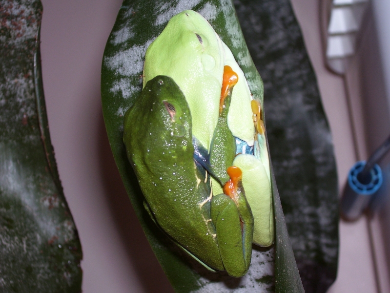 Amplexus_1