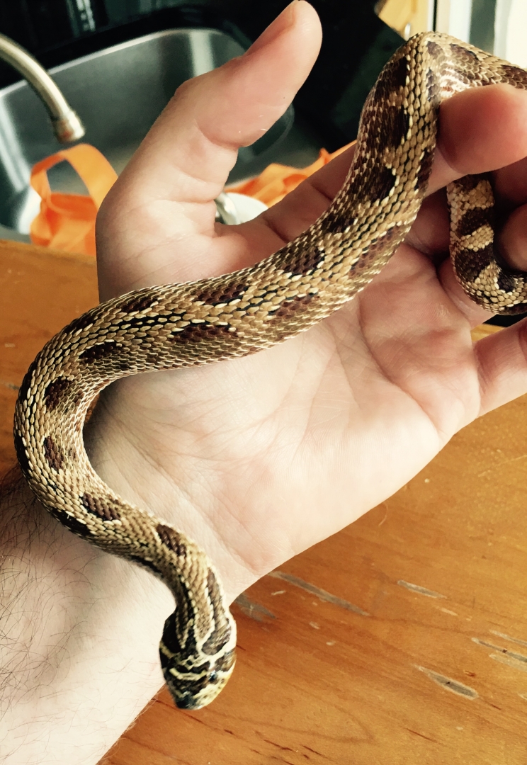 Anaconda Morph Hognose Pair