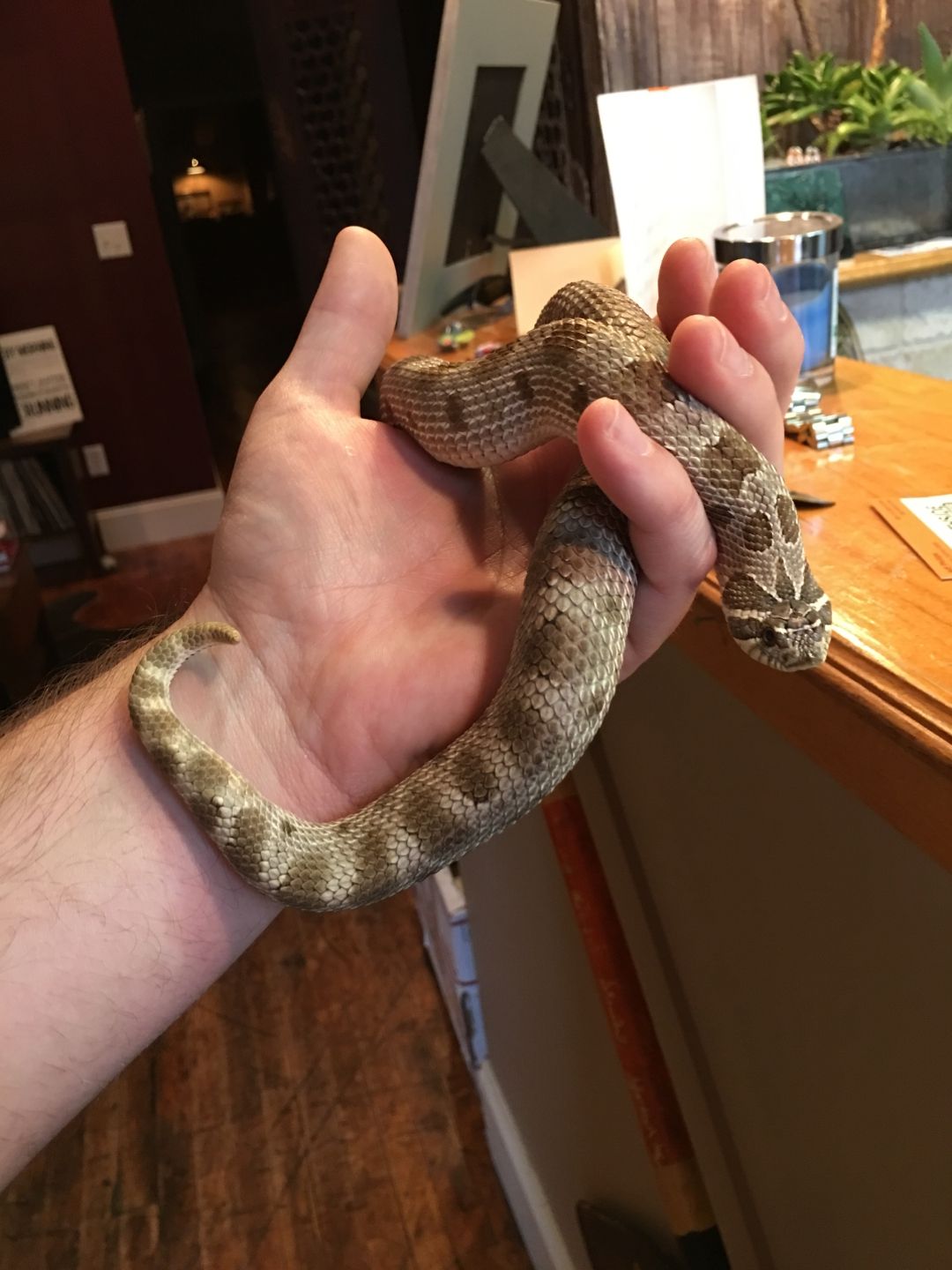 Anaconda Morph Hognose Pair