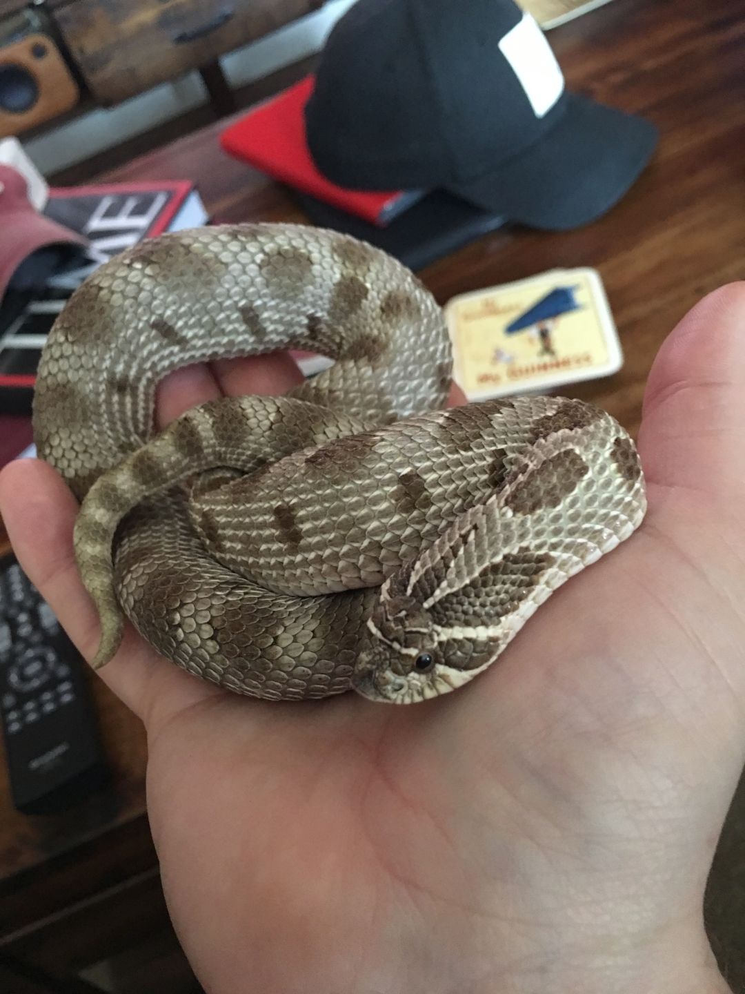 Anaconda Morph Hognose Pair