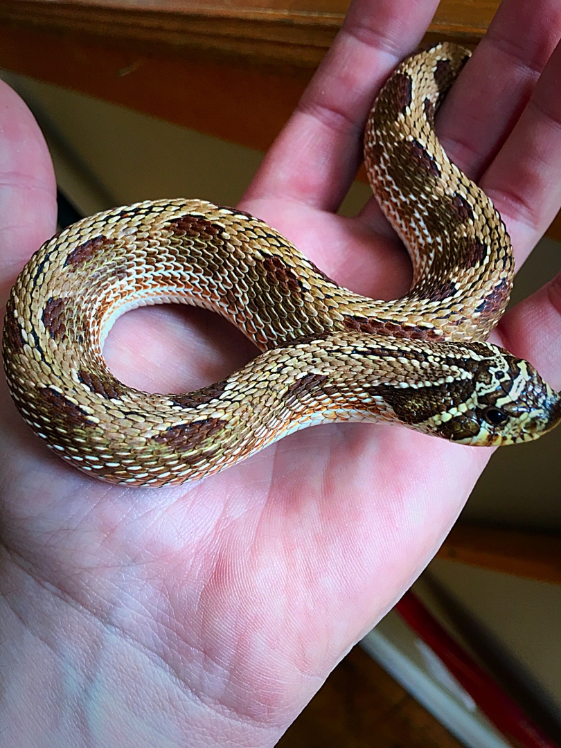 Anaconda Morph Hognose Pair