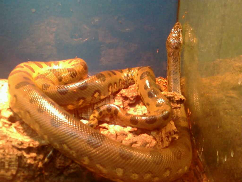 Anaconda