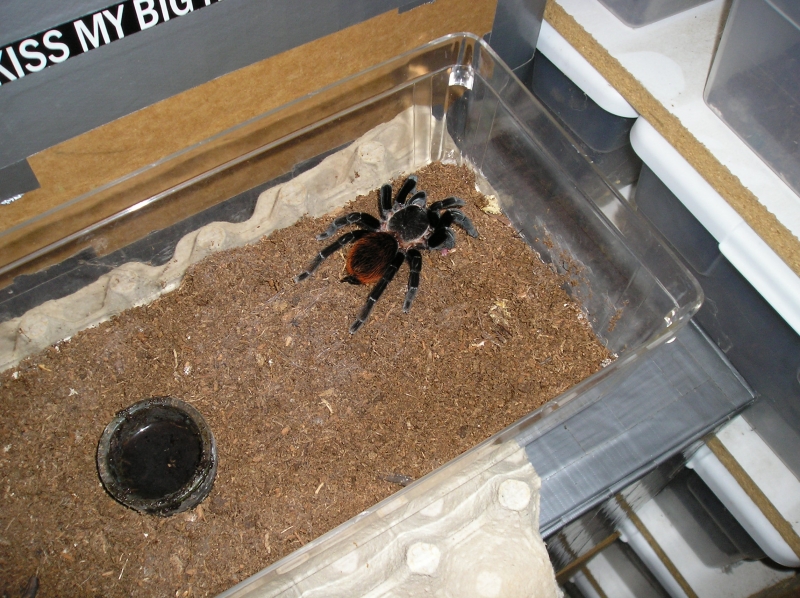 And some more Vagans